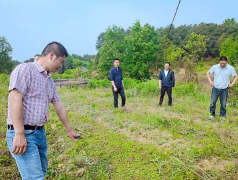 林家茶叶连锁采茶体验活动 走进重庆涪陵大顺茶叶基地